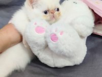 Exotic shorthair erkek