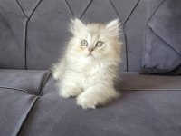 Silver british longhair kızımız yeni ailesini bekliyor