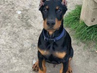 HEYBETLİ ESTETİKLİ DOBERMAN SAĞLIK VE IRK GARANTİLİ