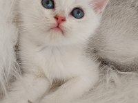 Golden British Shorthair Yavrular Acil Sahiplendirme