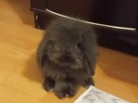 Ücretsiz hollanda lop tavşanı (İstanbul içi)