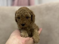 Kore toy poodle