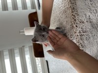 Scottish fold ve british yavrular