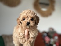 Kore maltipoo teacup bebeğim