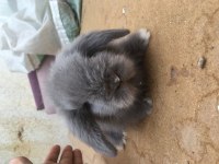 Hollanda Lop Tavşanı Blue