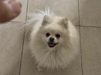 En uygun aşılı pomeranian