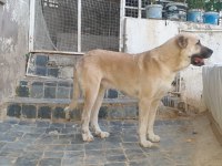 Türk çoban köpeği 2 yaşında Kangal köpeği