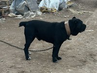Cane Corso Yavrularımız