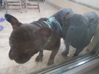 Leo ve Golge French Bulldog
