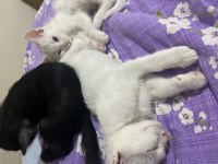 2,5 aylık kediler