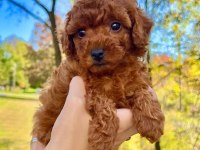 A kalite toy poodle yavrular