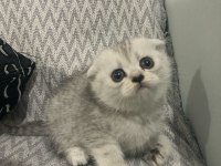 Scottish fold ( kırık kulak ) british ( dik kulak )