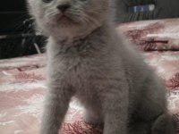 lilak renginde british shorthair