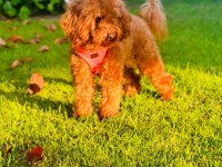 Gerçek Bir Toy Poodle