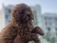 Efsane poodle yavrularım
