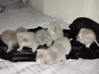 Scottish fold yavruları 25 günlük