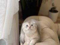 Sıfır Kulak Scottish Fold Yavrum