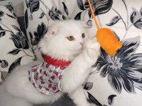 Scottish Fold Beyaz