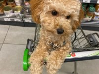Yetişkin toy poodle köpeklerimiz