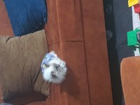 Ragdoll kedime yeni yuva arıyorum