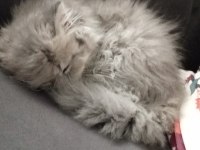 4 aylık dişi british longhair kedimiz