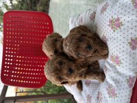 ANNE ALTINDAN TOY POODLE YAVRULARI