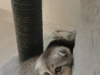 A kalite scottish fold ve british shorthair yavrular