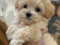 Renk Renk Maltipoo Bebekler