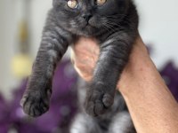 3 aylık erkek british shorthair