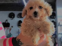 Maltipoo oğullarıma yuva arıyorum