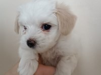Maltese terrier dişi yavrumuz
