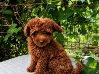 IRK GARANTİLİ KORE KAN RED BROWN TOY POODLE
