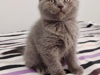 scottish ve british shorthair yavrular yuvalarını bekliyor