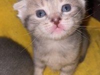 SCOTTİSH FOLD
