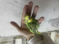 ELE ALIŞTIRMALIK MUHABBET KUŞU YAVRULAR