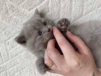 British shorthair yavrular