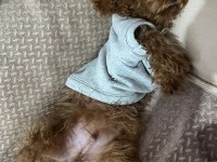 3 AYLIK TOY POODLE ERKEK AŞILARI TAM