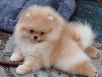 Pomeranian Boo Dişi Erkek Yavrularımız