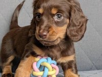 Uzun Tüylü Chocolate And Tan Aşılı Dachshund Bebekler
