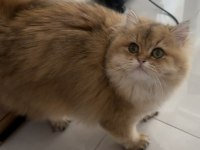 British Longhair 10 Aylık Safkan-Dişi