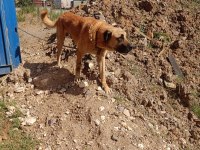Adamcıl 3 yaşında kangal kopeği
