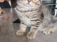 Black golden tabby erkek yavrular