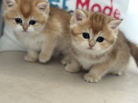 Ankaranın en güzel golden british shorthair yavruları