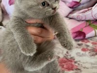 British shorthair yavrularımıza yuva arıyoruz