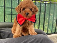 Sevimli Poodle Yavrular