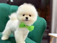 Safkan ayı surat pomeranian pofuduklarım yuva arıyor