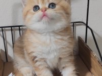 British shorthair kedisi