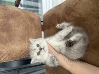 Teslime hazır oyuncu safkan son bebek kedimiz