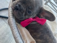 Tiger Renk Mükemmel Görsel French Bulldog