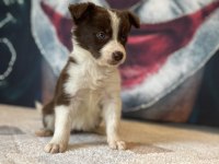 Border collie yavrular